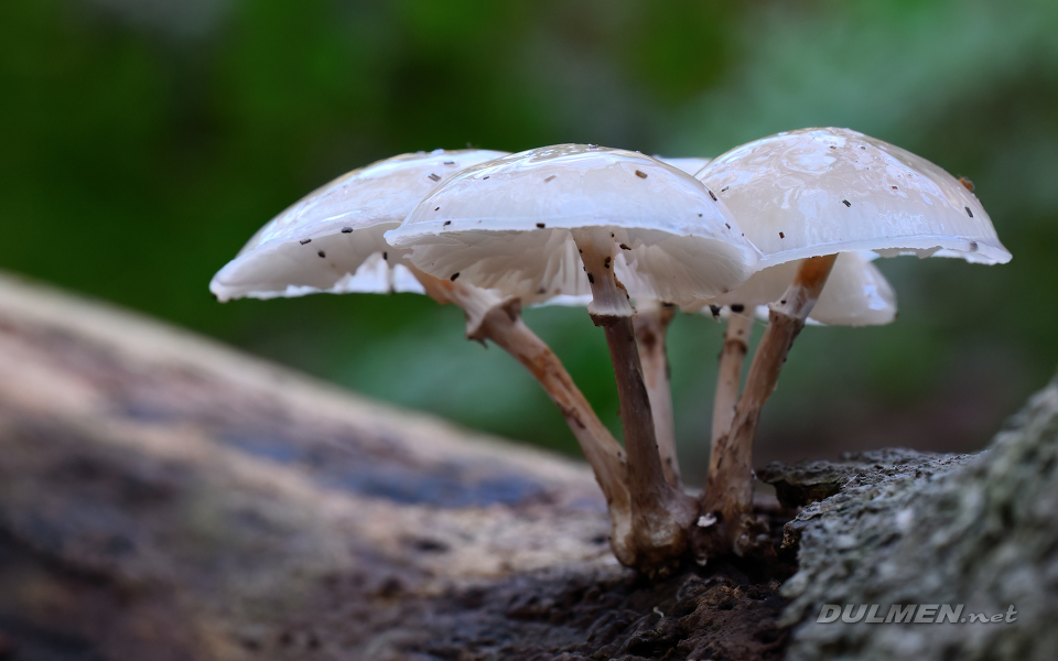 Porcelain Fungus (Oudemansiella mucida)